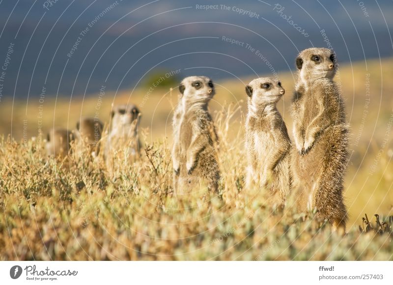 security guard Safari Expedition Nature Landscape Plant Animal Grass Wild animal Meerkat Group of animals Pack Animal family Observe Discover Looking Curiosity