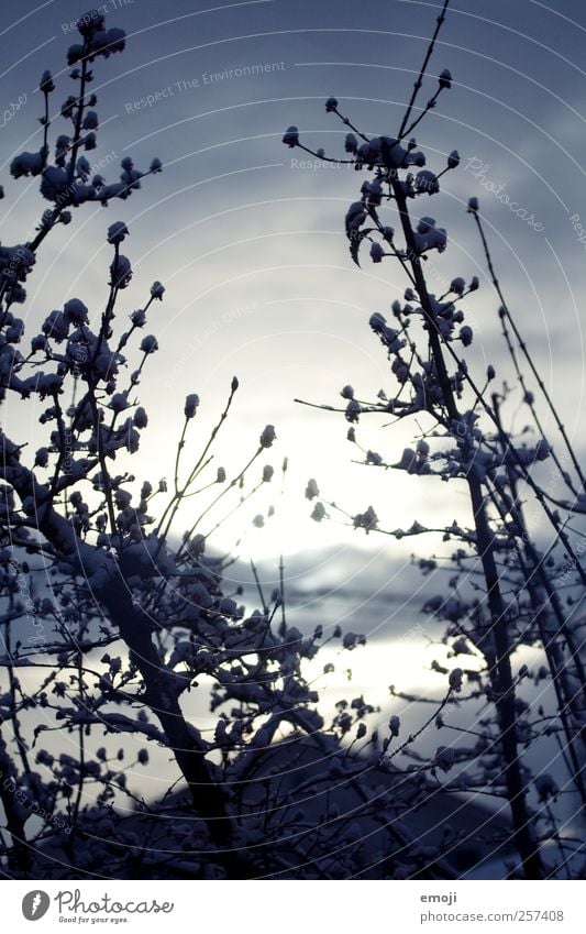 chill Environment Nature Winter Ice Frost Snow Cold Blue Branch Winter sun Colour photo Exterior shot Close-up Deserted Day Sunlight