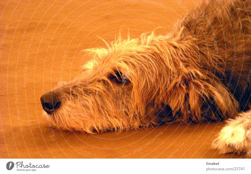 The day is long ... Dog Loyalty Snout Pelt Grief Orange Looking Sadness Irish Wolfhound
