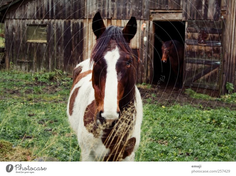 Alone in twos Farm animal Horse 2 Animal Pair of animals Natural Hut Barn Colour photo Exterior shot Day Animal portrait Front view Looking