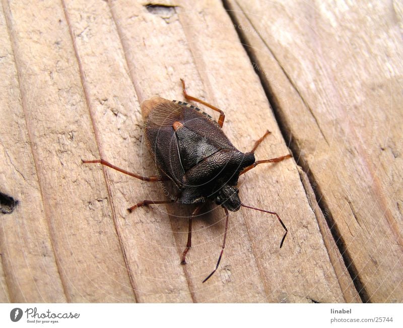 Tired bug Bug Insect Monster Animal Crawl Macro (Extreme close-up)