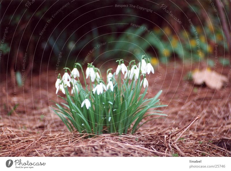 Tenderness in wieß Snowdrop Flower Spring flower Delicate White Far-off places Blur tele