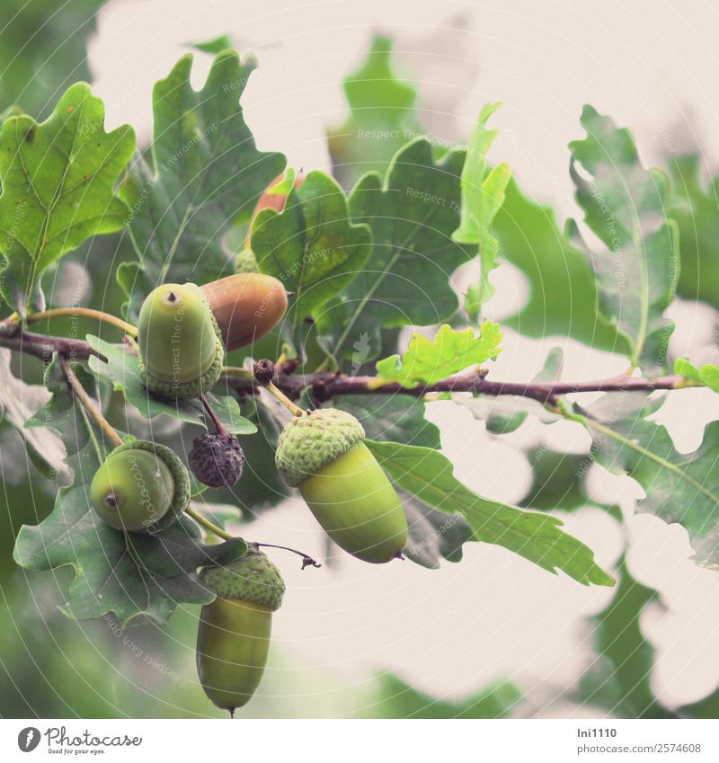 acorns Nature Plant Autumn Tree Leaf Garden Park Field Forest Brown Yellow Gray Green Black White Twig Acorn Reflection Automn wood Early fall Colour photo