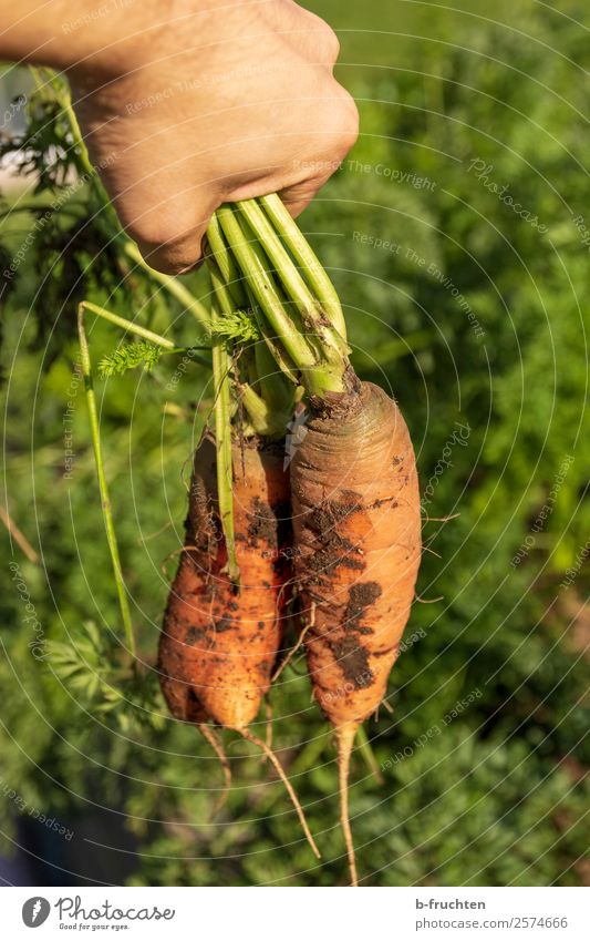 pull carrots out of the ground Food Vegetable Organic produce Vegetarian diet Healthy Eating Garden Gardening Agriculture Forestry Hand Fingers Plant