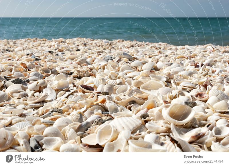 Mussel shells on the beach Vacation & Travel Summer Beach Ocean Nature Sand Water Coast Maritime Wet Blue Turquoise White Emotions Florida Americas USA