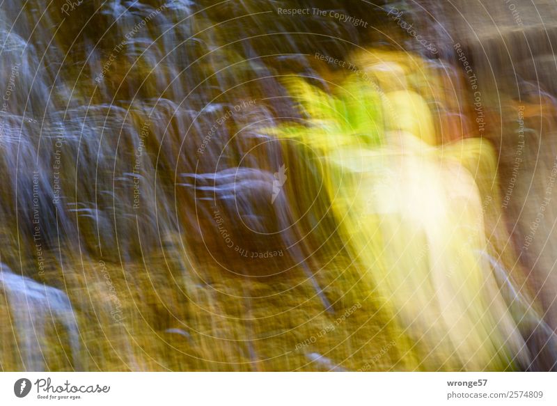 Crossing the border | Angel Nature Water Autumn Leaf River Looking Dream Brown Yellow Blur Surface of water Light (Natural Phenomenon) Shaft of light