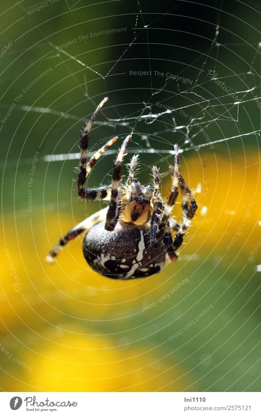 cross spider Nature Animal Sunlight Autumn Beautiful weather Garden Park Field Forest Spider Cross spider 1 Yellow Green Black White Spider's web Spider legs