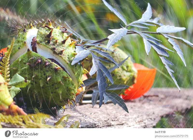 chestnuts Nature Plant Autumn Beautiful weather Leaf Garden Park Field Blue Brown Yellow Gray Green Orange White Chestnut Elder leaf Physalis Burst Thorny