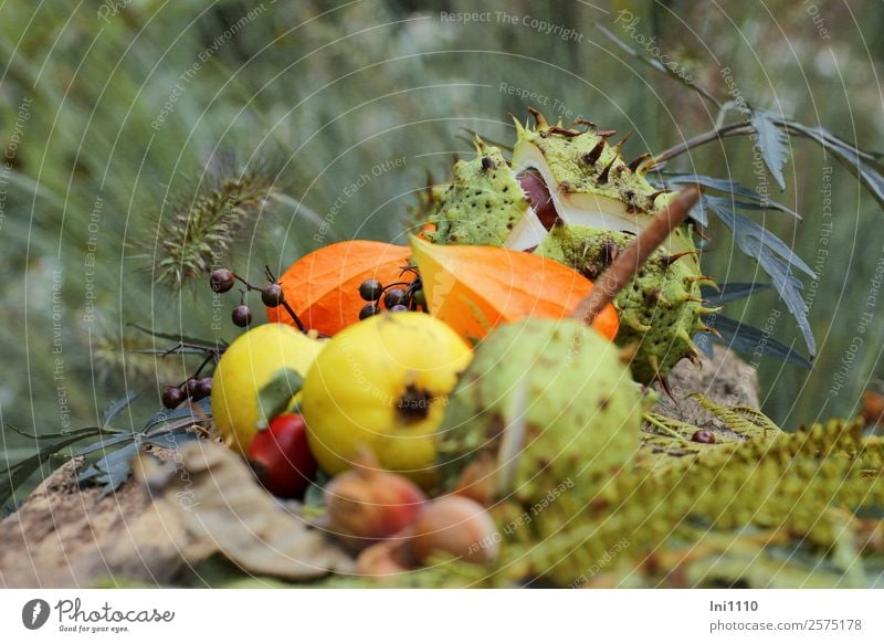 Chestnuts Quinces Physalis Nature Plant Autumn Garden Park Forest Brown Multicoloured Yellow Gray Green Orange Black White Nut Autumnal Autumnal colours