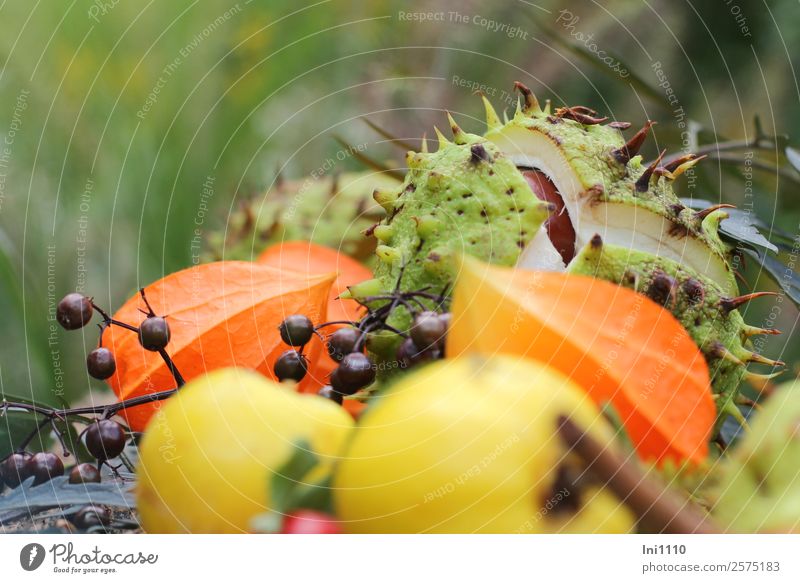 Chestnuts Physalis Quince Nature Plant Autumn Garden Park Field Forest Brown Multicoloured Yellow Green Orange Black White Elderberry Spine Burst