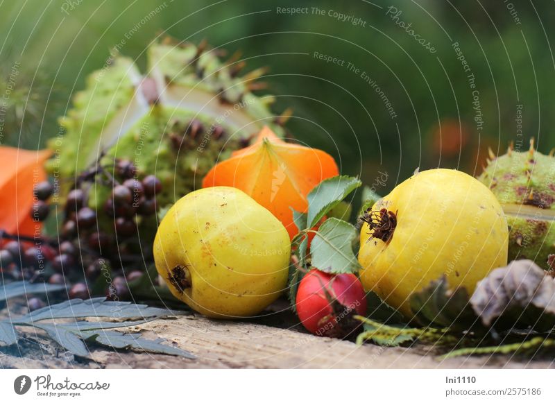 Quince Physalis Chestnut Rose Hip Flat (apartment) Decoration Nature Plant Autumn Garden Park Field Forest Yellow Gray Green Orange Red Black Rose hip