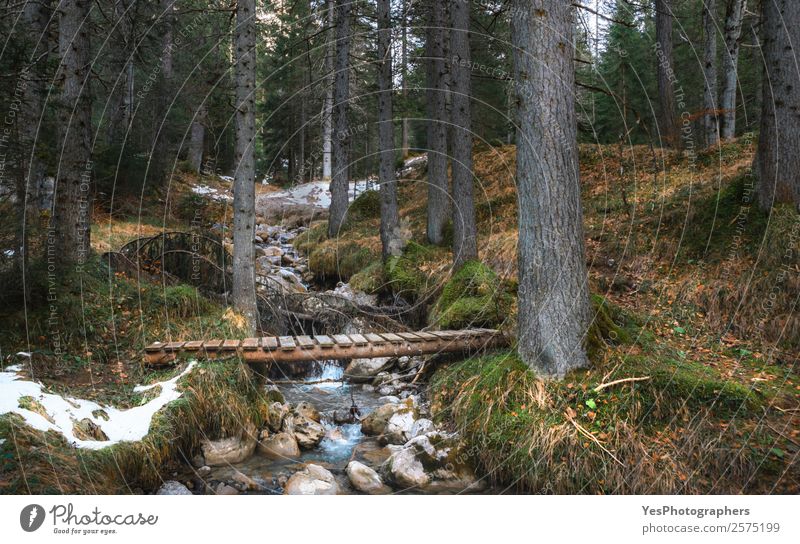 Rustic bridge over alpine river in the forest Vacation & Travel Winter Snow Nature Ice Frost Tree Forest River Dream Simple Wild Moody Ehrwald Alpine anowy