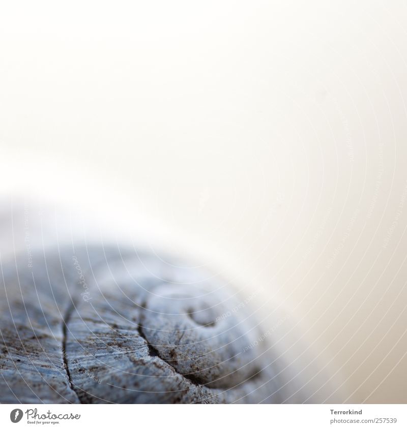 Always on the way. Snail shell Crumpet House (Residential Structure) Housing Flat (apartment) Blur Shallow depth of field Point Spiral Rotate Circle Gyroscope