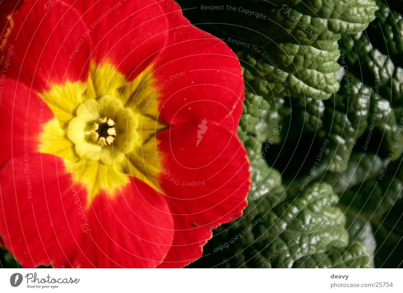 red promise Red Yellow Green Leaf Blossom Spring Primrose Blossoming