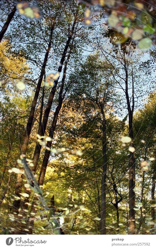 Autumn IV Environment Nature Landscape Plant Water Sky Weather Beautiful weather Tree Leaf Forest Pond Lake Chaos Relaxation Idyll Calm Colour photo