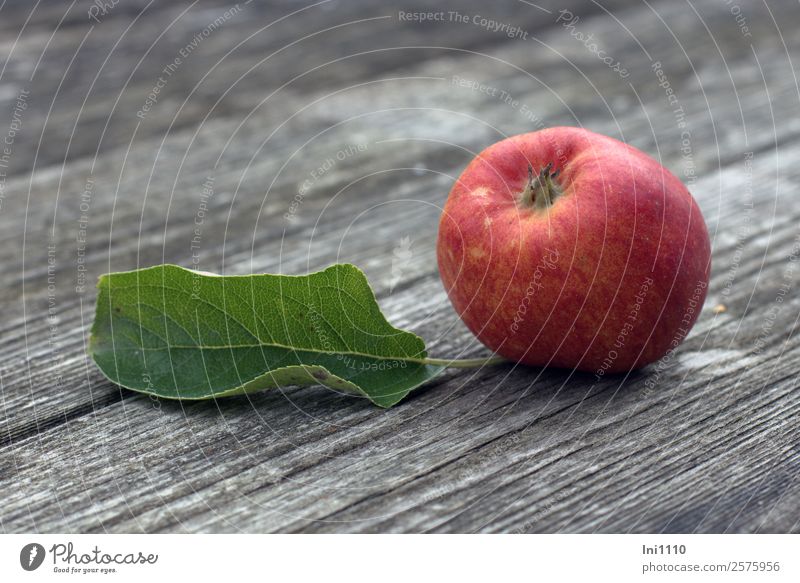 Apple with leaf II Food Nature Plant Autumn Leaf Yellow Gray Green Orange Red White Apple tree leaf Apple harvest Early fall Autumnal Delicious Organic produce