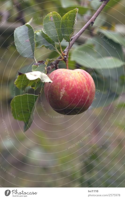 Apple on a branch Food Fruit Nutrition Organic produce Nature Plant Autumn Tree Leaf Agricultural crop Garden Brown Yellow Gray Green Violet Red White