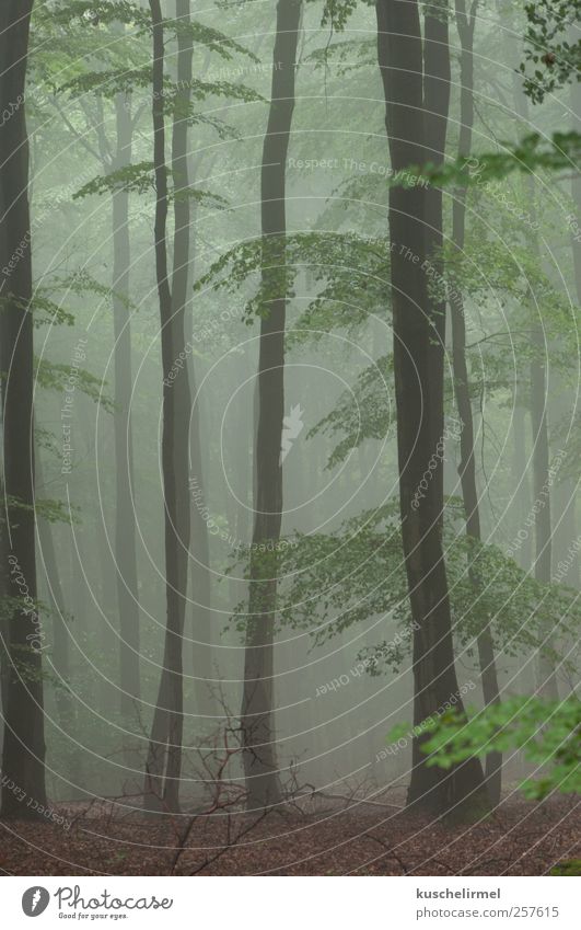 SummerFog Calm Meditation Nature Landscape Plant Earth Weather Bad weather Tree Forest Esthetic Dark Creepy Cold Brown Green Caution Serene Contentment