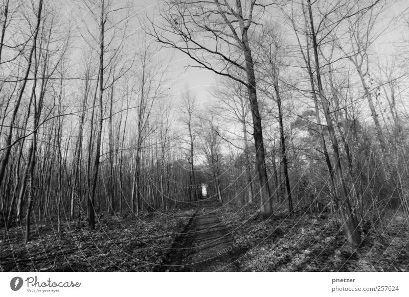 forest Environment Nature Landscape Plant Animal Sky Cloudless sky Winter Climate Tree Forest Adventure Symmetry Lanes & trails Hiking To go for a walk Dog