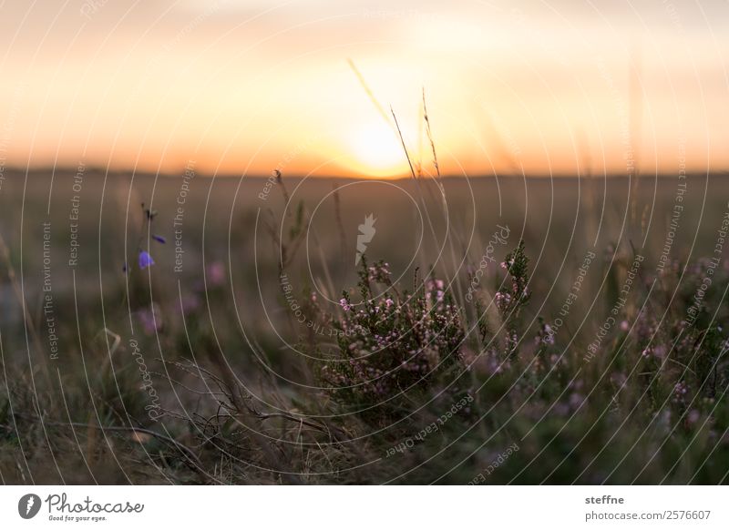 heathland Landscape Plant Sunrise Sunset Beautiful weather Bushes Moss Calm Heather family Luneburg Heath Colour photo Exterior shot Deserted Copy Space top