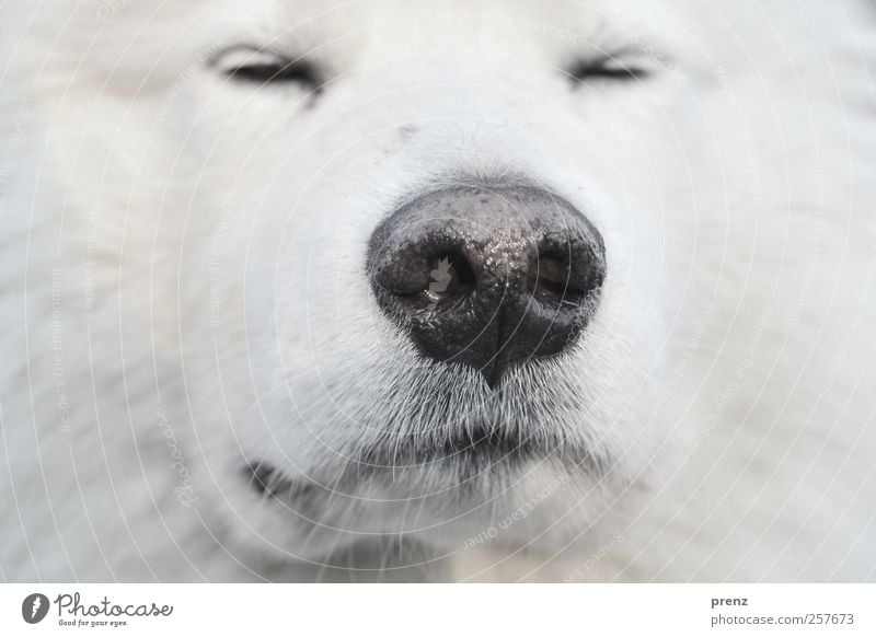 snuff Animal Pet Farm animal Dog Pelt 1 Looking White Sled dog Nose Close-up Head Detail Colour photo Deserted Shallow depth of field Animal portrait