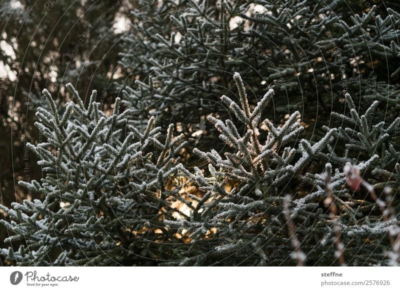 Christmas tree Nature Plant Tree Cold Cuddly Christmas & Advent Fir tree Back-light Winter Hoar frost Colour photo Exterior shot Dawn Sunlight