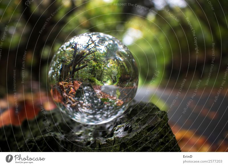 Glass Ball on Rock Wall Captures Road with Green Trees Beautiful Vacation & Travel Nature Landscape Leaf Street Lanes & trails Sphere Globe Discover Brown Black