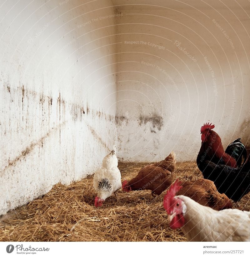 egg-sharing Wall (barrier) Wall (building) Animal Farm animal chicken Rooster Group of animals To feed Feeding Walking White Colour photo Subdued colour