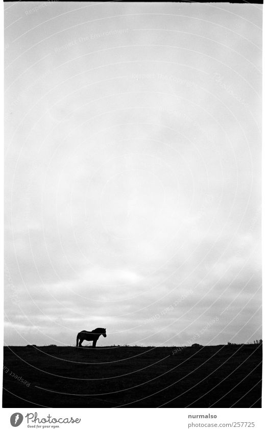 horse Leisure and hobbies Ride Nature Landscape Sky Horizon Autumn Meadow Animal Horse 1 Sign Relaxation Dark Natural Peaceful Calm Indifferent Contentment