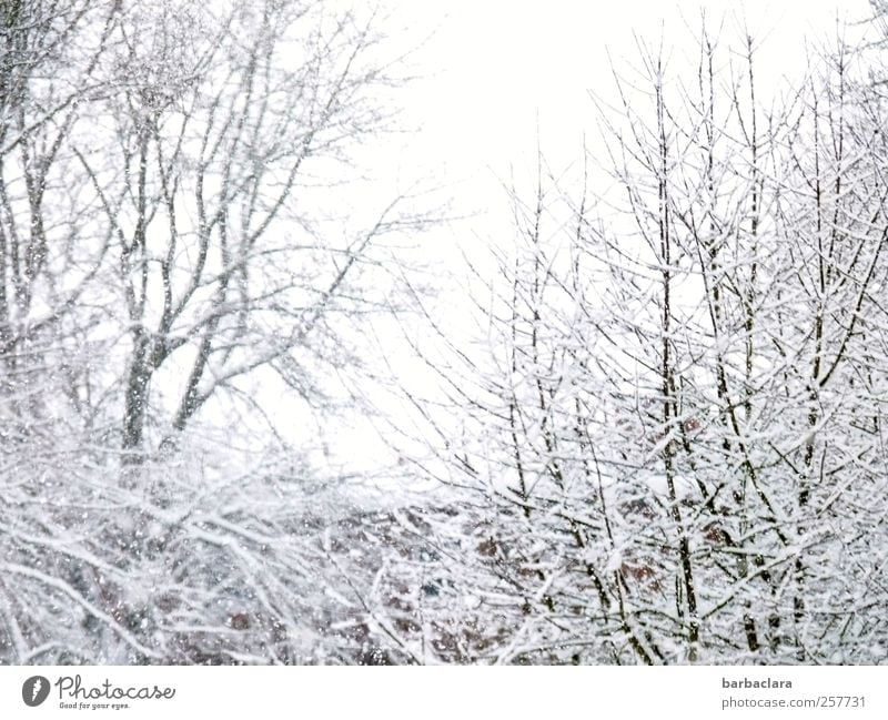 It's snowing Nature Landscape Winter Snow Snowfall Tree Bushes Branch Park Building Roof Esthetic Bright Cold White Joy Anticipation Calm Surprise Bizarre