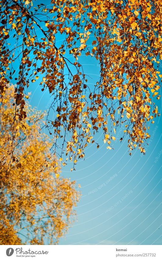 birch leaves Environment Nature Plant Cloudless sky Sunlight Autumn Beautiful weather Tree Leaf Birch tree Birch leaves Twig Branch Hang Illuminate Growth Blue