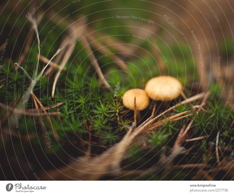 two.sam Environment Nature Plant Earth Autumn Moss Pine needle Forest Small Natural In pairs 2 Mushroom Mushroom cap Green Brown Colour photo Subdued colour