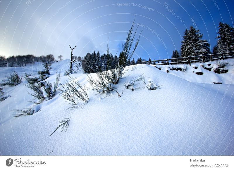 small hill Environment Nature Landscape Sky Beautiful weather Snow Bushes Fir tree Mountain Bright Cold Blue Black White Climate Fence Colour photo