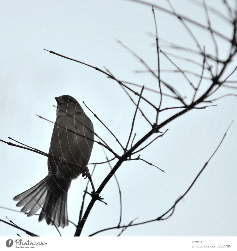 zestfully Environment Nature Animal Bushes Wild animal Bird 1 Sit Blue Gray Sparrow Feather Twig Colour photo Exterior shot Copy Space top Morning