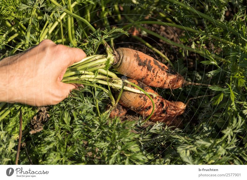 fresh carrots Food Vegetable Organic produce Vegetarian diet Healthy Eating Gardening Agriculture Forestry Man Adults Hand Fingers 30 - 45 years