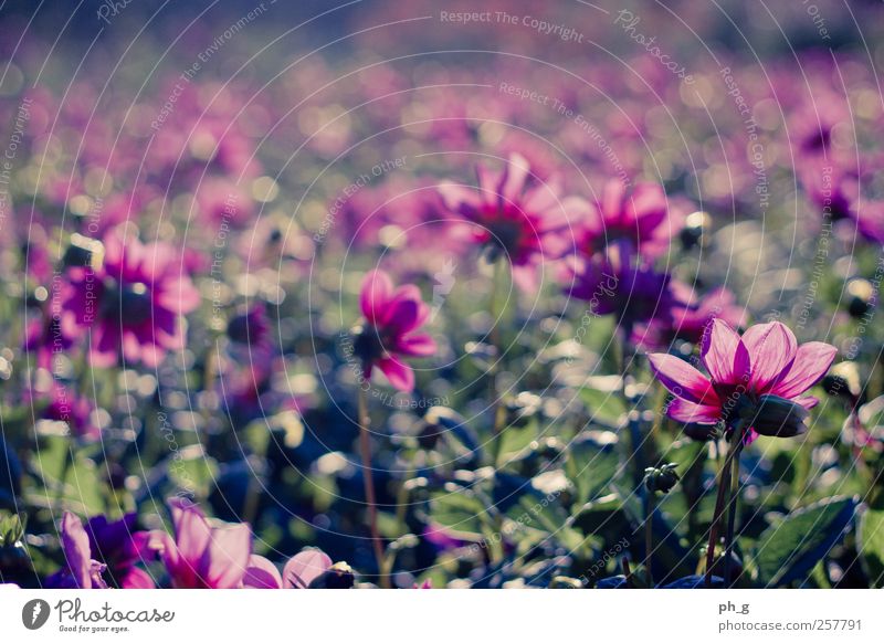 Bokeh Fields Nature Plant Summer Beautiful weather Flower Blossom Dahlia Park Esthetic Happy Bright Kitsch Natural Positive Multicoloured Green Pink Moody