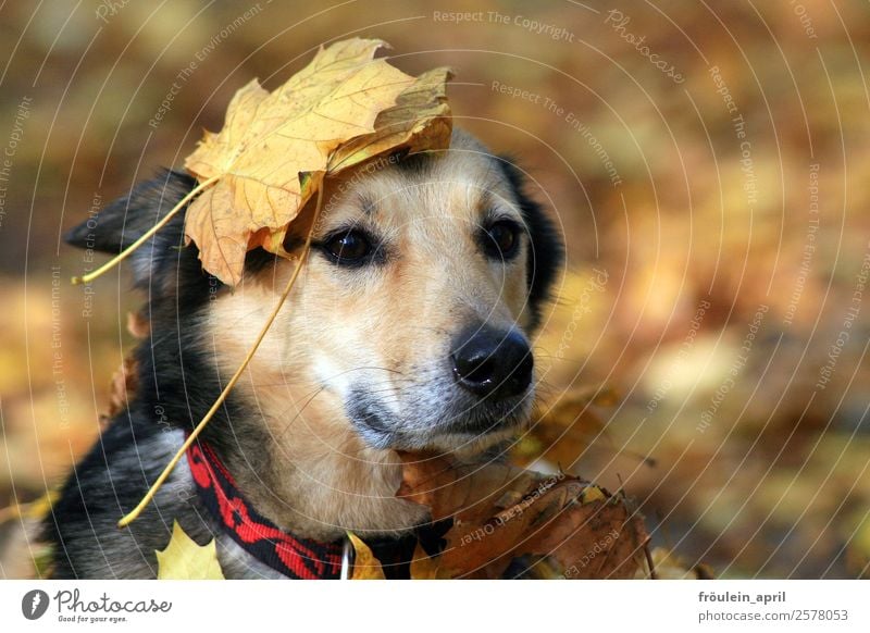 Maple Crown Nature Animal A Royalty Free Stock Photo From Photocase