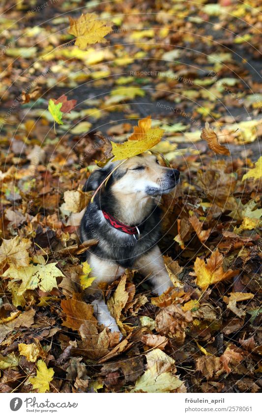 CAMOUFLAGE Nature Plant Animal Autumn Leaf Park Forest Dog 1 Wait Friendliness Beautiful Cute Soft Brown Yellow Contentment Willpower Trust Loyal