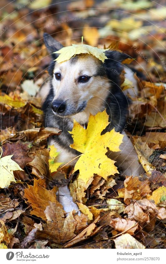 The Schnuff Dog Animal portrait Love of animals Pet Cute Autumn