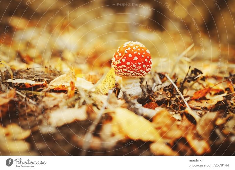 fly agaric mushroom with autumn forest background Beautiful Nature Plant Autumn Grass Park Forest Growth Natural Wild Red Dangerous fungus Gill fungi amanita
