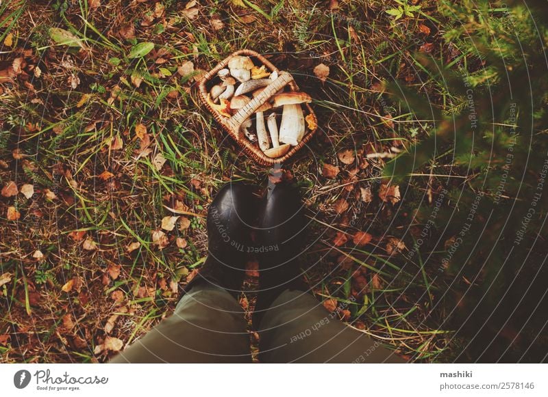 picking wild mushrooms in autumn forest Vegetarian diet Lifestyle Hunting Summer Nature Autumn Leaf Forest Fresh Natural Wild Brown explore food Mushroom