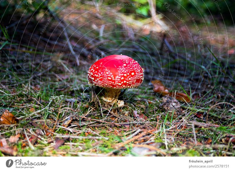 buzzer Nature Plant Autumn Park Forest Small Red Esthetic Colour Leisure and hobbies Happy Risk Environment Environmental protection Mushroom Landscape format