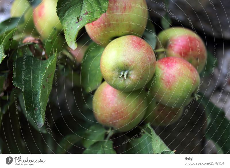 organic apples Food Fruit Apple Nutrition Organic produce Vegetarian diet Diet Environment Nature Plant Autumn Tree Leaf Agricultural crop Apple tree Garden