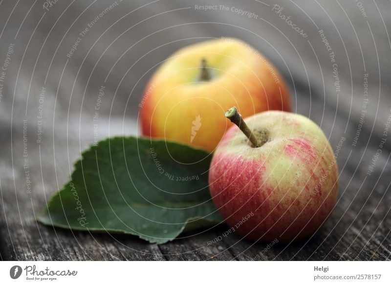 two freshly picked apples and a leaf lie on an old wooden table Food fruit Nutrition Organic produce Vegetarian diet Diet flaked Lie Esthetic Fresh Healthy