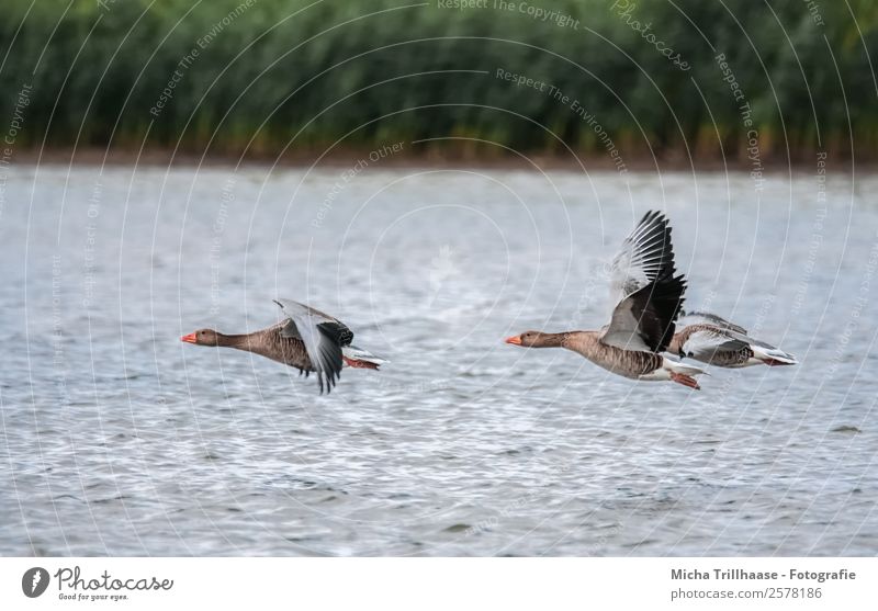 Flying wild geese over the lake Nature Animal Water Sunlight Beautiful weather Plant Common Reed Lake Wild animal Bird Animal face Wing Wild goose Goose Feather
