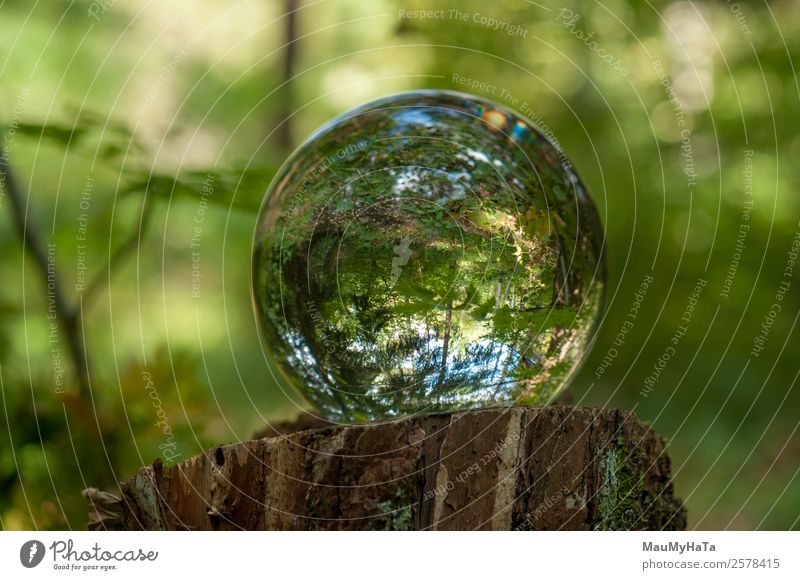 Crystal ball Nature Landscape Plant Air Spring Summer Autumn Tree Grass Leaf Wild plant Garden Park Forest Magnifying glass Balloon Wood Glass Happy Happiness
