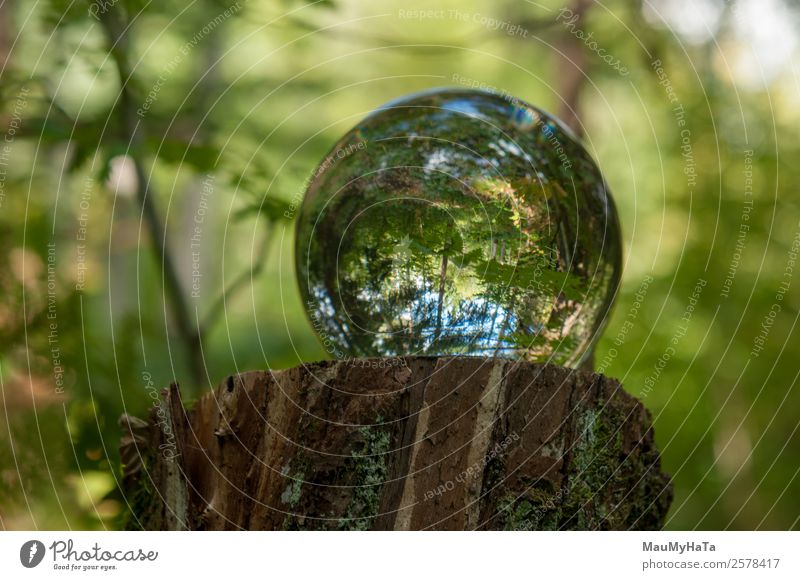 Crystal ball Nature Landscape Plant Air Spring Summer Autumn Climate Tree Grass Leaf Wild plant Garden Park Forest Mirror Magnifying glass Balloon Glass