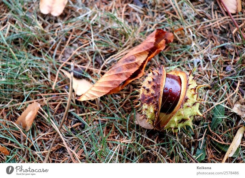 Conker in spiked shell Autumn Weather Agricultural crop Garden Park Forest Water Idyll Cold Chestnut Chestnut tree Leaf Grass Drops of water Edible nut Nut