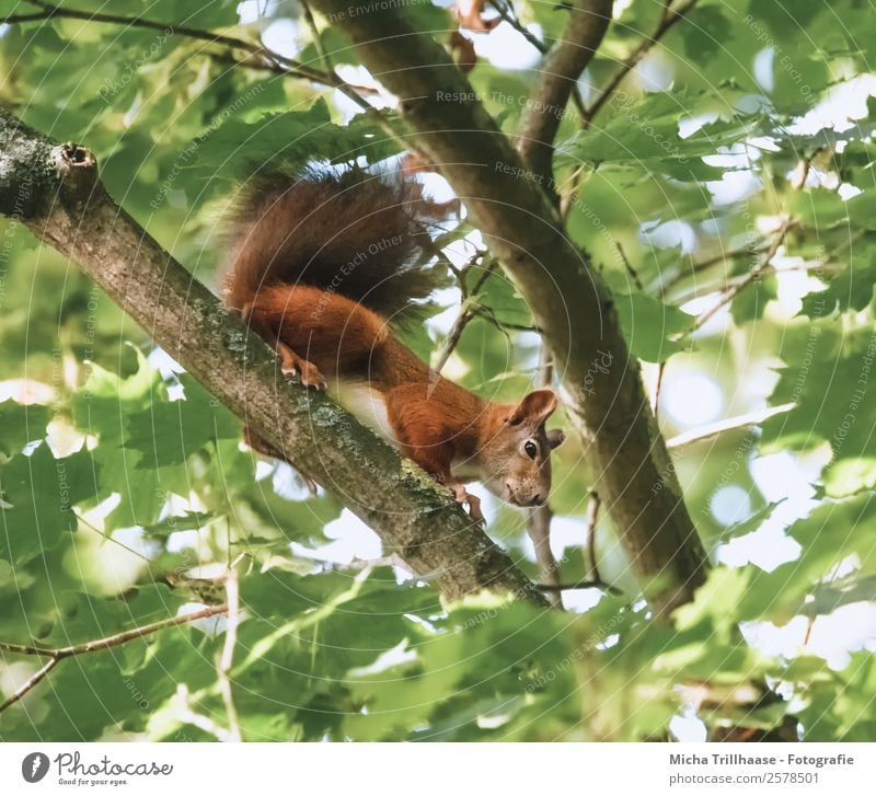Curious squirrel in a tree Nature Animal Sunlight Beautiful weather Tree Leaf Forest Wild animal Animal face Pelt Claw Paw Squirrel Rodent Tails 1 Observe