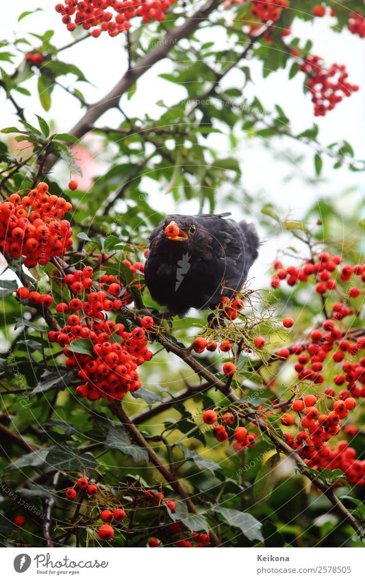 Common blackbird eating rowan berries Autumn Plant Bushes Agricultural crop Animal Bird Blackbird 1 Orange Red Berries Feeding Birdseed Germany Colour photo